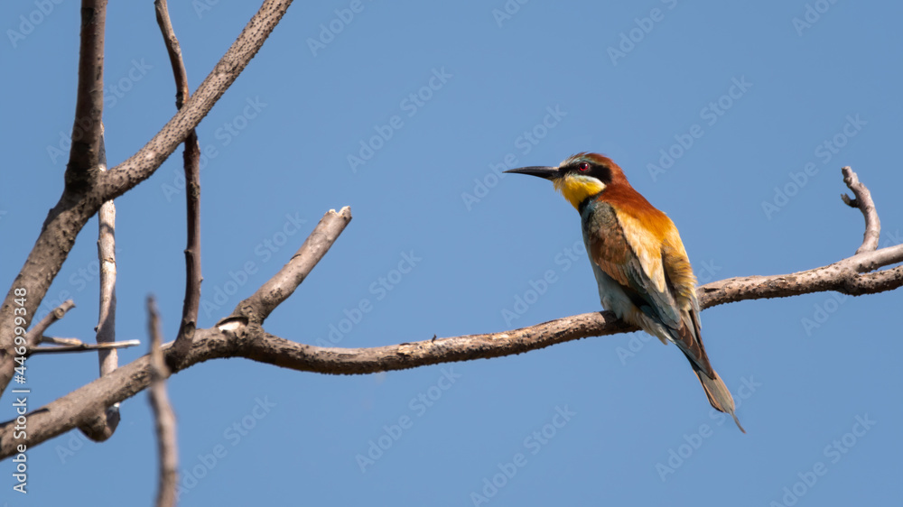 bird, nachplappern, tier, natur, wild lebende tiere, schnabel, ast, wild, bunt, feather, tropisch, bienenfresser, bird, nachplappern, tier, natur, wild lebende tiere, schnabel, ast, wild, bunt, feather, tropisch, bienenfresser,