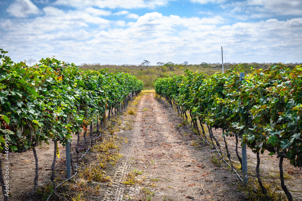 Panoramic of an Ecuadorian vineyard crop ready to be harvested. Raw red and white wine grapes, leafs, sunny day.