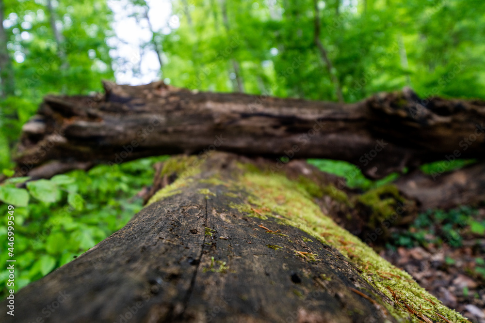 The Buchholzwald in Thuringia is a wonderful example of the natural beauty that this region of Germany has to offer. The Buchholzwald in Thuringia is a wonderful example of the natural beauty that this region of Germany has to offer.