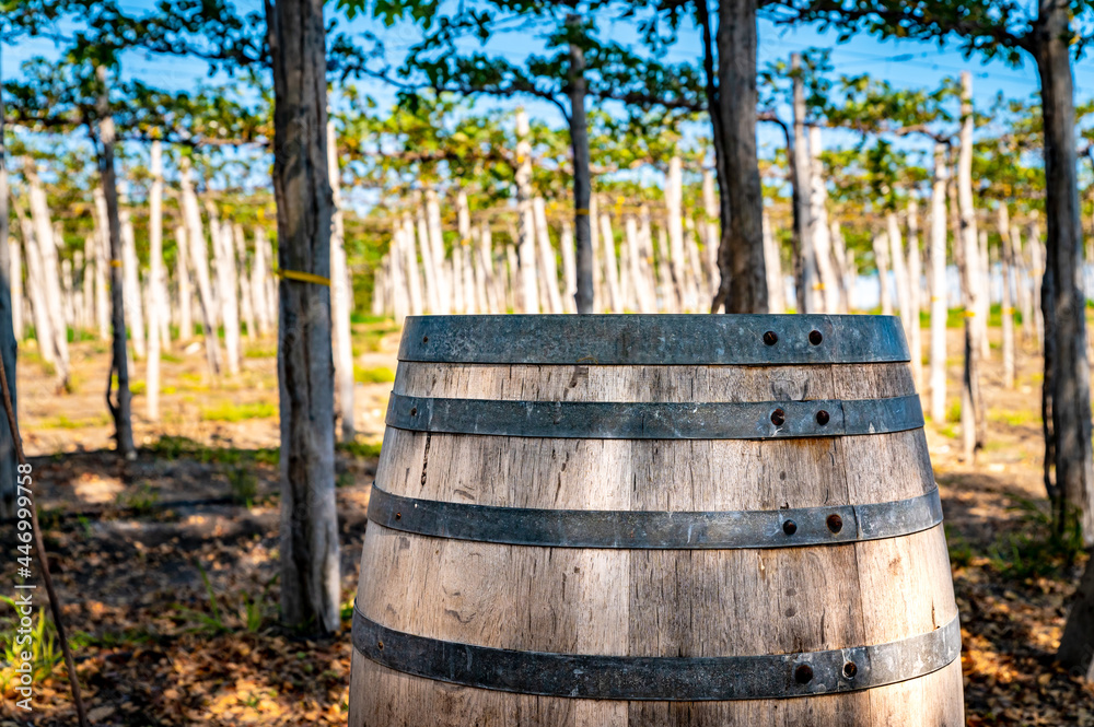 Close up of part of an oak barrel for wine next to a vineyard plantation in a sunny day. Raw grapes hanging from the crop.