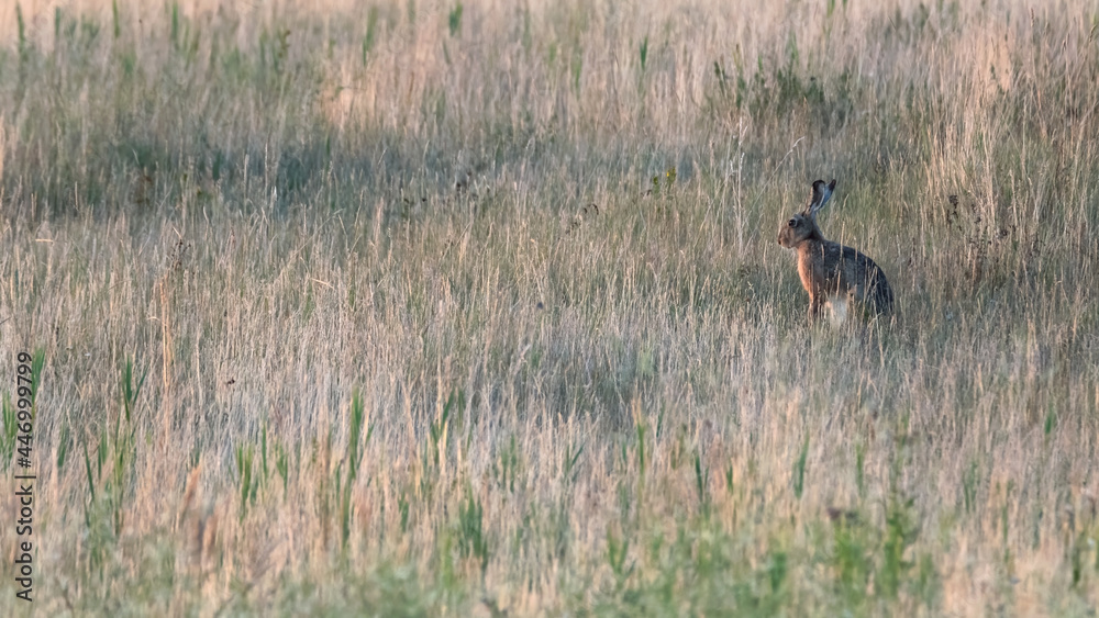 hase, tier, hase, feldhase, wild, gras, säugetier, ohr, wild lebende tiere, braun hase, tier, hase, feldhase, wild, gras, säugetier, ohr, wild lebende tiere, braun