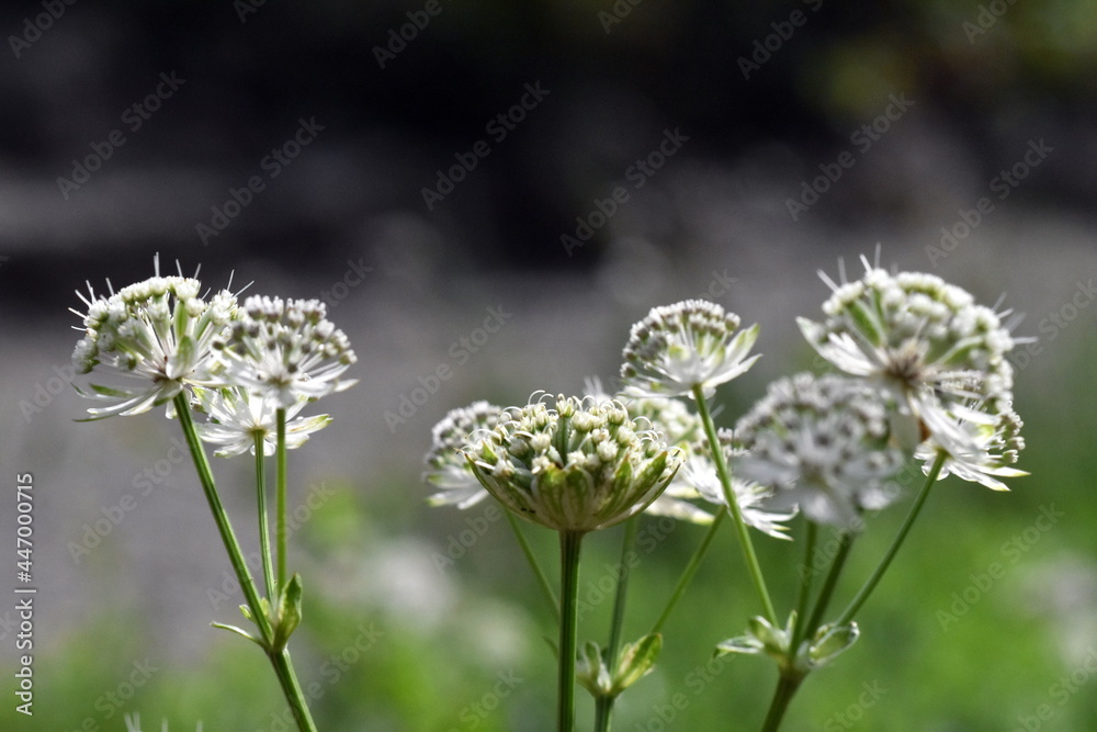Weiße Blüten einer großen Sterndolde Weiße Blüten einer großen Sterndolde