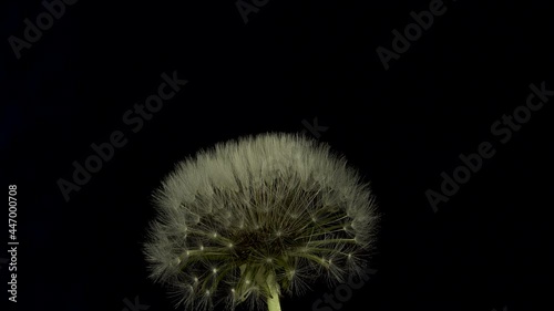 Growing and opening Dandelion plant on a black background, time lapse
