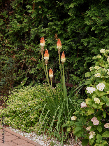 white and red flowers of Kniphofia uvaria -Trytoma plant in  flowerbed photo