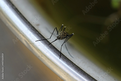Nahaufnahme von einer Asiatischen Buschmücke (Aedes japonicus) von vorne. Stechrüssel von einer gestreiften Stechmücke photo