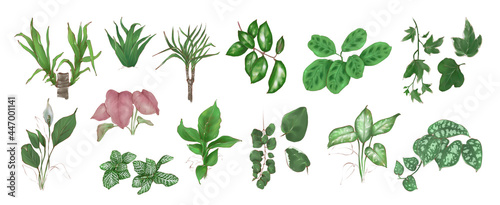 Set of trendy plants for home, Different indoor houseplants, Sketch isolated on white background, .Colored hand draw illustration photo
