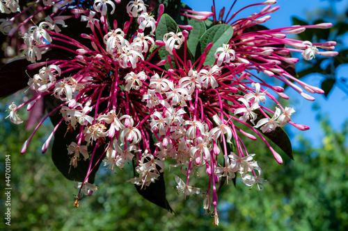 Clerodendrum quadriloculare is a deciduous plant native to the Philippines and with interestings flowers, that resembel fireworks. photo