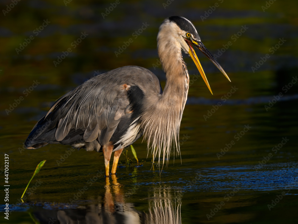 Naklejka premium Great Blue Heron with Open Beak ,Closeup Portrait in Early Morning Light