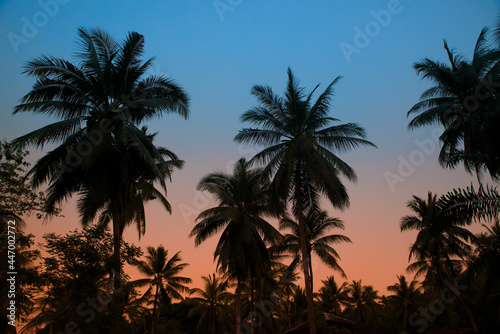 Silhouettes of palm trees on a background of a sunset sky © jutaphoto