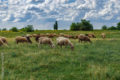 A flock of sheep grazing on the green grass in the field. A green field in the countryside with grazing sheep on a sunny summer day under a blue sky with white cumulus clouds.