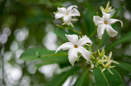 White tropical flowers on the tree. Copyspace. Selective focus