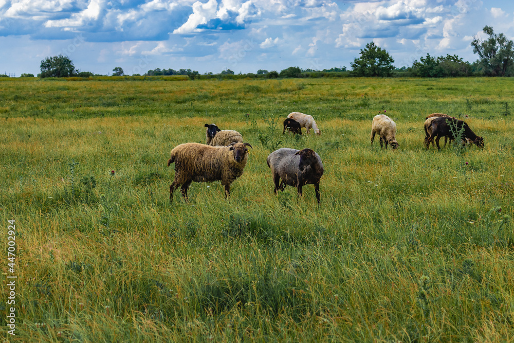 A field in the countryside with green grass and grazing sheep on a sunny summer day under a blue sky with white cumulus clouds. A flock of sheep grazing on the green grass in the field. A field in the countryside with green grass and grazing sheep on a sunny summer day under a blue sky with white cumulus clouds. A flock of sheep grazing on the green grass in the field.