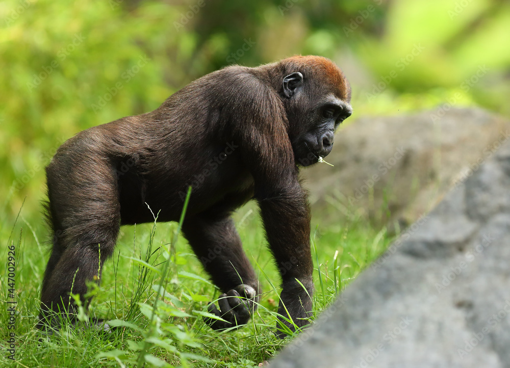 The western lowland gorilla (Gorilla gorilla gorilla) baby staying in the green grass.