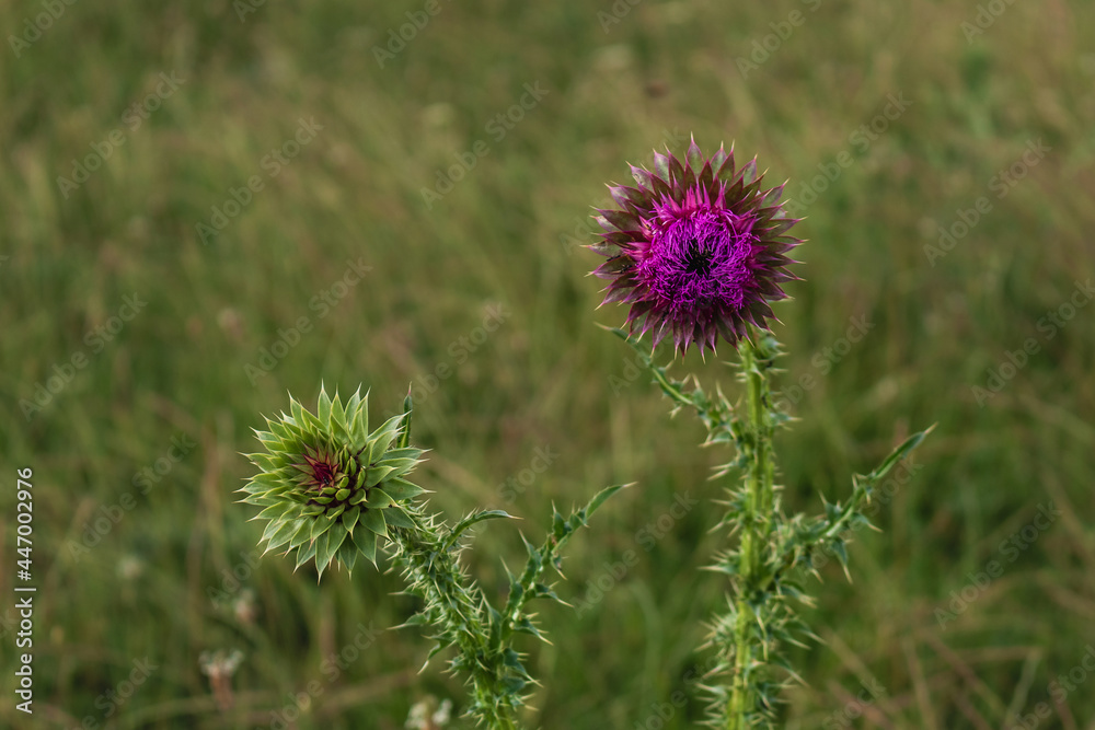 A beautiful image of a wild magnificent purple thistle flower (Lat. Carduus). A purple flower in a field on a sunny day. A flower on a blurry background. A beautiful image of a wild magnificent purple thistle flower (Lat. Carduus). A purple flower in a field on a sunny day. A flower on a blurry background.