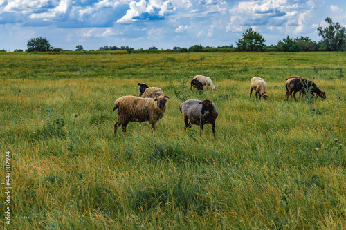A field in the countryside with green grass and grazing sheep on a sunny summer day under a blue sky with white cumulus clouds. A flock of sheep grazing on the green grass in the field.