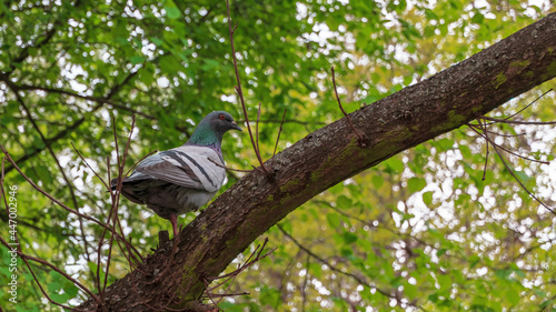 Ptak gołąb na gałęzi drzewa w parku