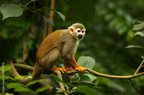 The term common squirrel monkey (Saimiri sciureus) sitting on the green branch. Green trees in the background.