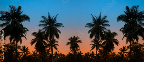 Silhouettes of palm trees on a background of a sunset sky © jutaphoto