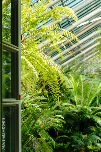 View to the open door and greenhouse with various ferns, palms and other tropical plants in sunny day. Glasshouse with evergreen plants. Indoor garden concept.