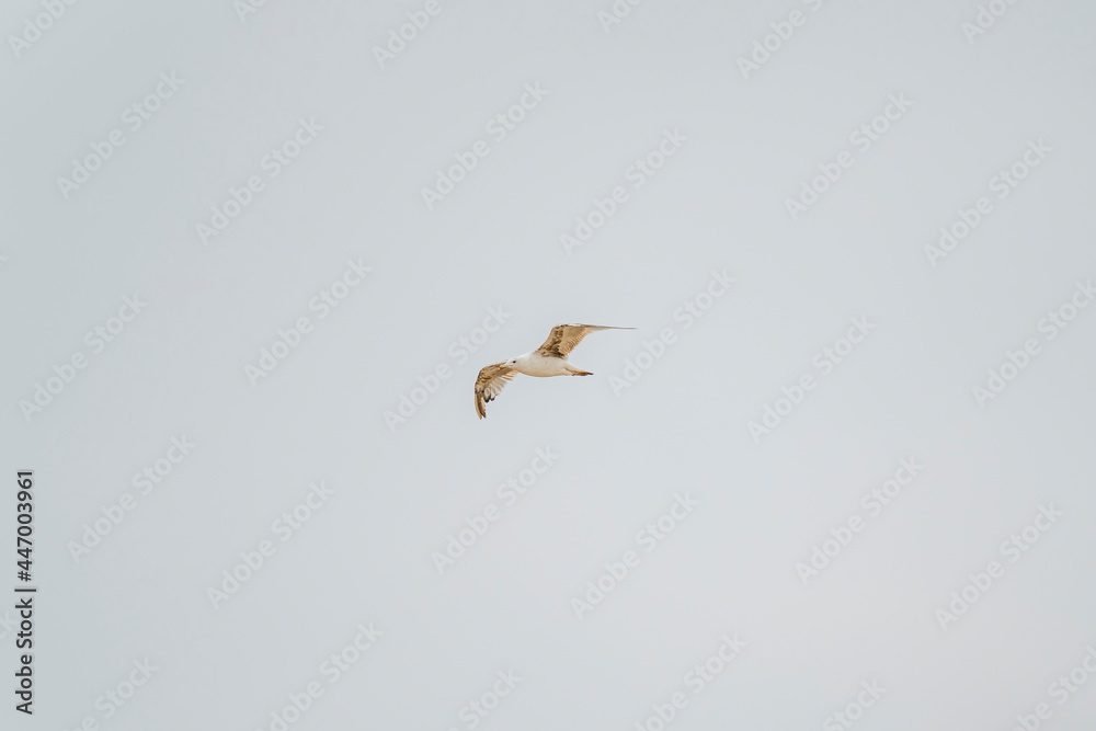 Seagulls flying along the coast of the city of Laredo in the province of Santander, during the summer on a cloudy day Seagulls flying along the coast of the city of Laredo in the province of Santander, during the summer on a cloudy day