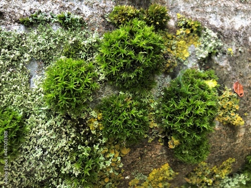 green moss on beech tree