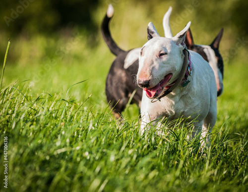 Canvas Print Closeup of bull terriers playing outdoors during daylight