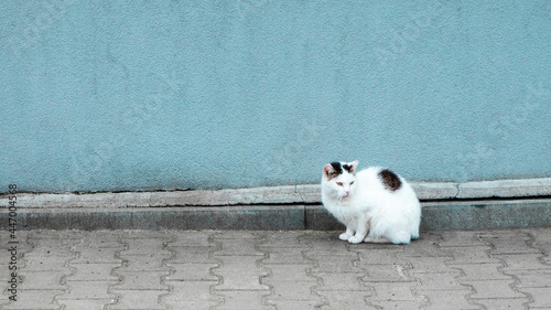 biały kot z czarną plamką siedzący na tle niebieskiej ściany