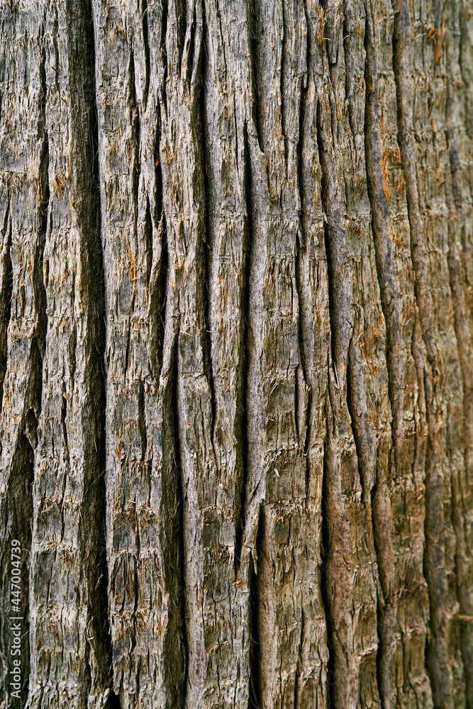 Gray bark of a large tree. Close-up