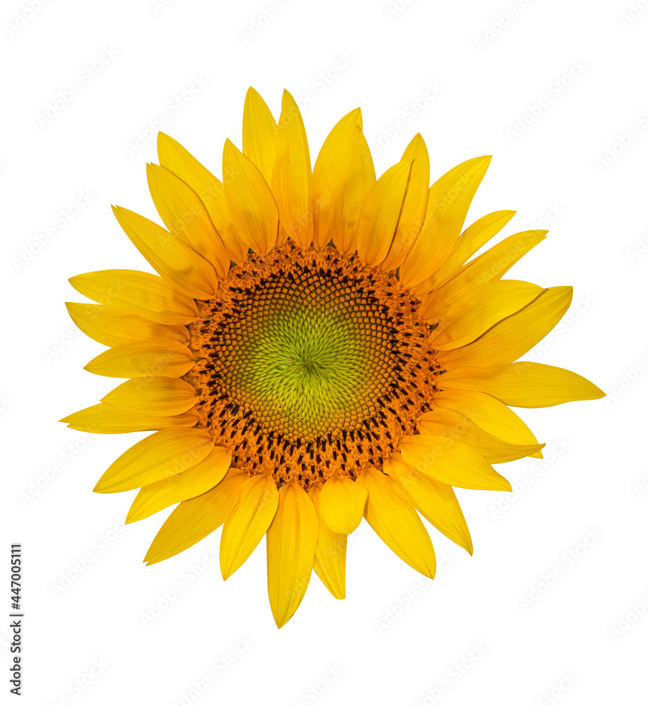Obraz premium Sunflower isolated on white background. Clipping Path.