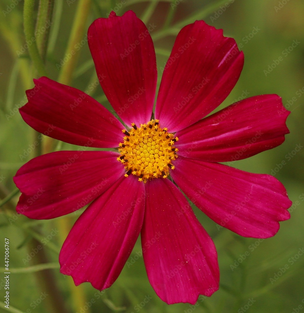 cosmos flower bee on flower