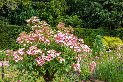 Fototapeta Naklejka Na Ścianę i Meble -  Small flowering pink rose tree in a gardens herbaceous border.