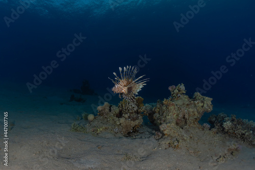Lionfish in the Red Sea colorful fish, Eilat Israel 
