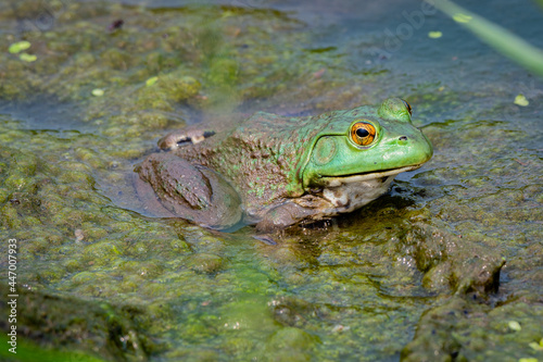Northern green frog wadding in a pond - Michigan © christophe