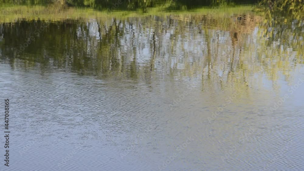 from a small wind, ripples appear on the surface of the reservoir - small waves on the surface, in the background in the water you can see the reflection of trees from a small wind, ripples appear on the surface of the reservoir - small waves on the surface, in the background in the water you can see the reflection of trees