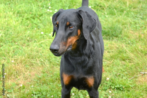 DOBERMANN PINSCHER