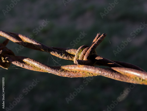 Rusty barbed wire  with mold in it