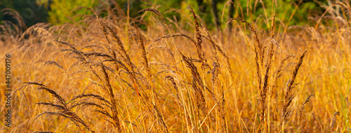 Autumn Grasses Panorama
