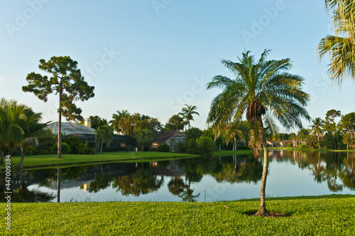 front view, medium distance of a young palm tree on shoreline of a tropical lake