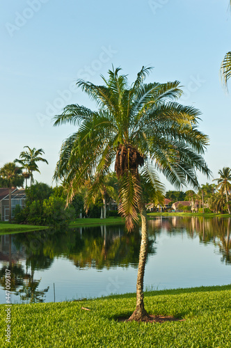 front view, medium distance of a young palm tree on shoreline of a tropical lake