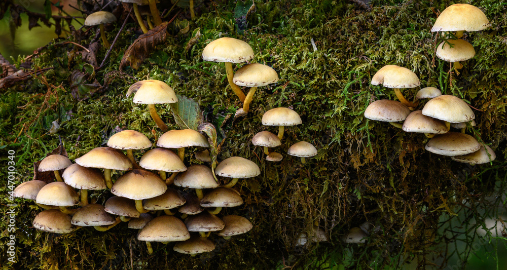 Mushrooms Mushrooms
