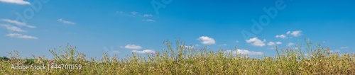 Meadow plants and blue sky panorama