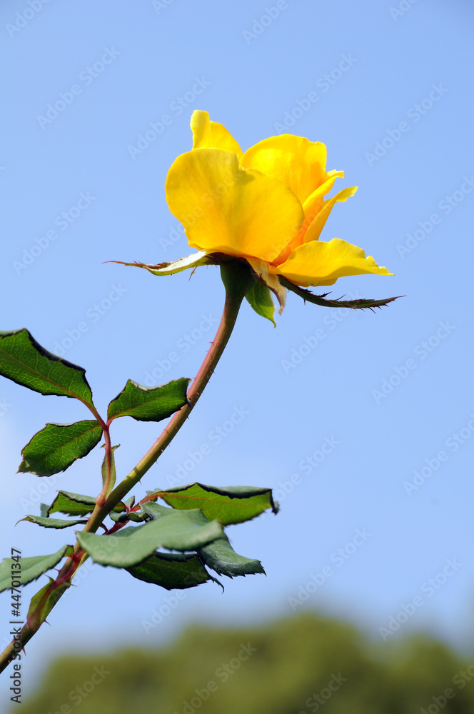 Obraz premium ヘンリー・フォンダ バラの花