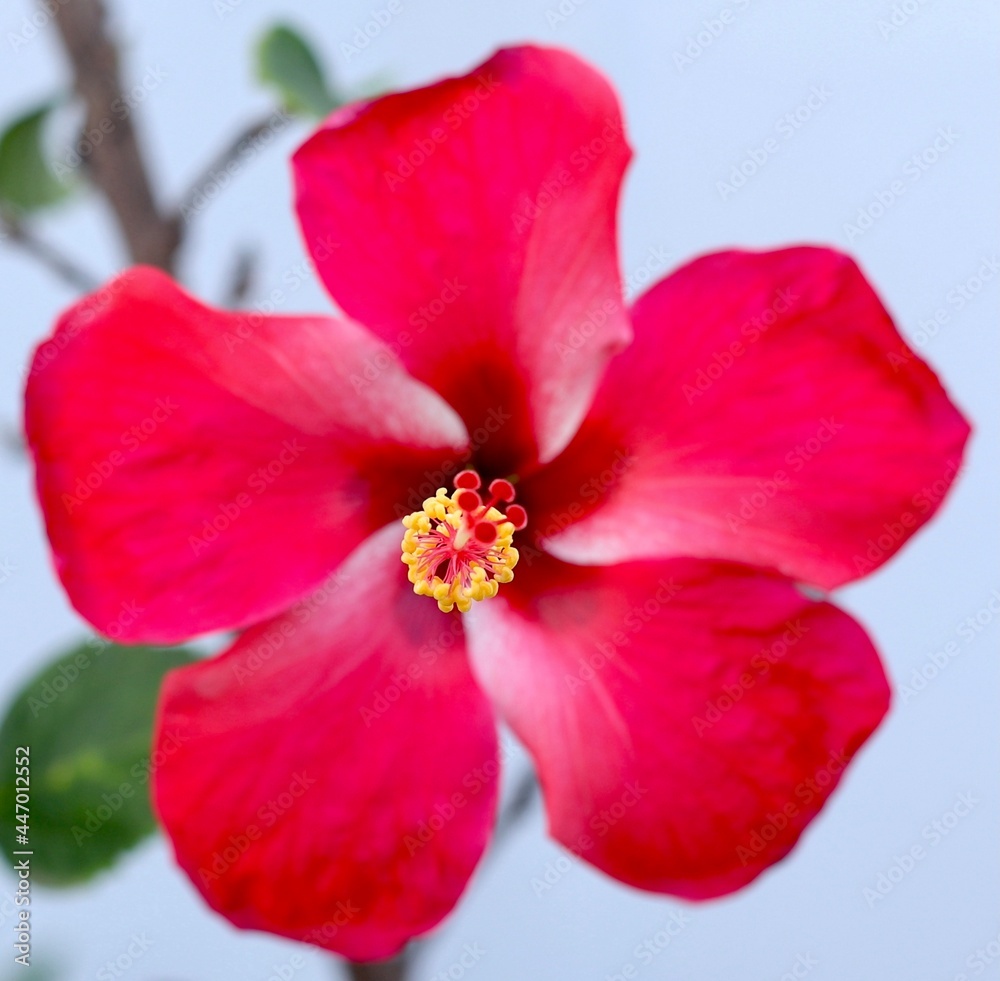 red hibiscus flower