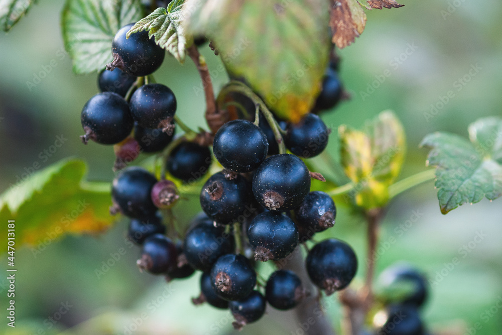 Black currant berries on the bush, closeup Black currant berries on the bush, closeup