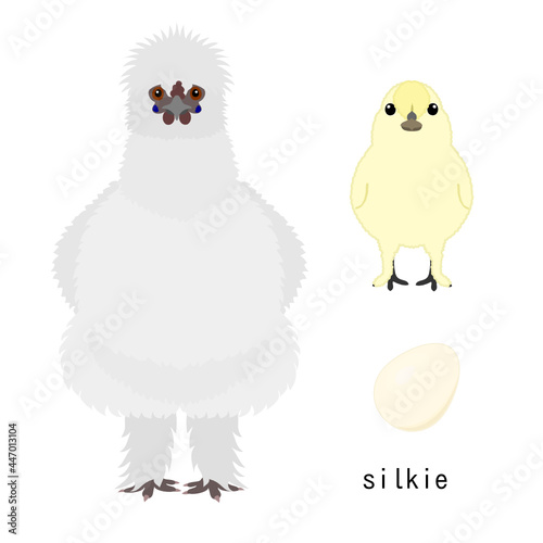 bundle of chicken,  adult and baby chicken and egg,  by breed