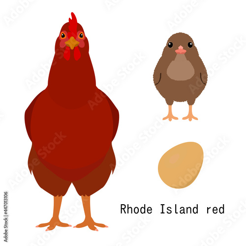 bundle of chicken,  adult and baby chicken and egg,  by breed