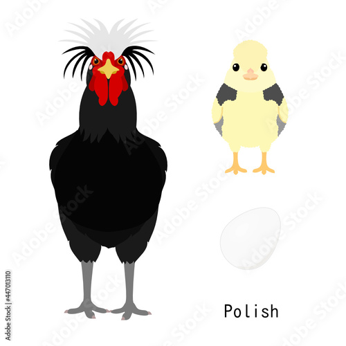 bundle of chicken,  adult and baby chicken and egg,  by breed