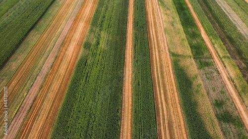Aerial View of Agriculture Field in Summer