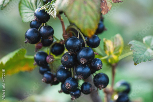 Black currant berries on the bush, closeup