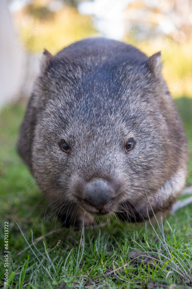 Tasmanian Wombat Tasmanian Wombat